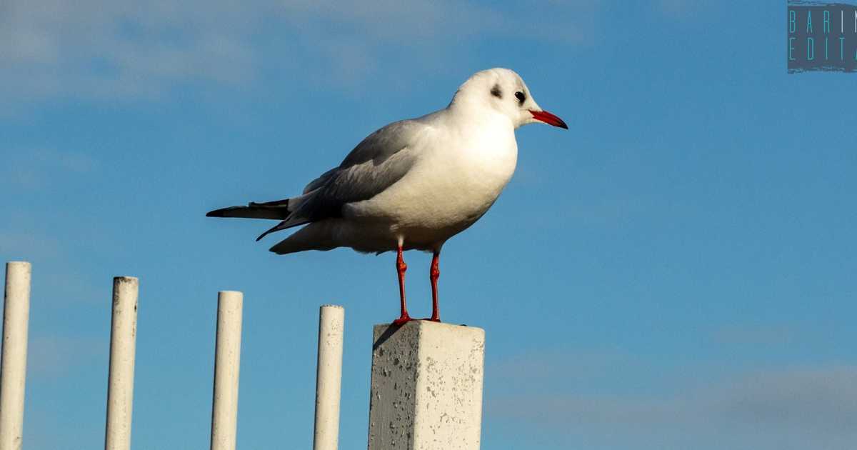 Tartarughe con la salmonella e gabbiani con batteri: �Pochi rischi per noi, ma meglio stare attenti�